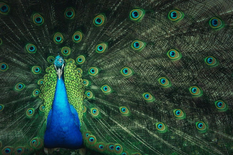 Frahm jacket coat men love jackets peacock feathers